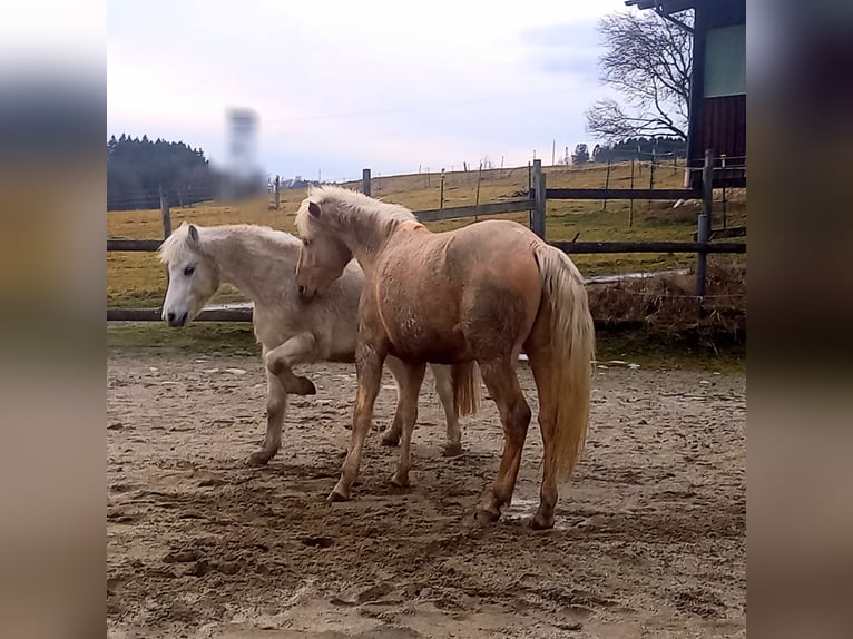 Rocky Mountain Horse Gelding 5 years 14,2 hh Palomino in Grattersdorf