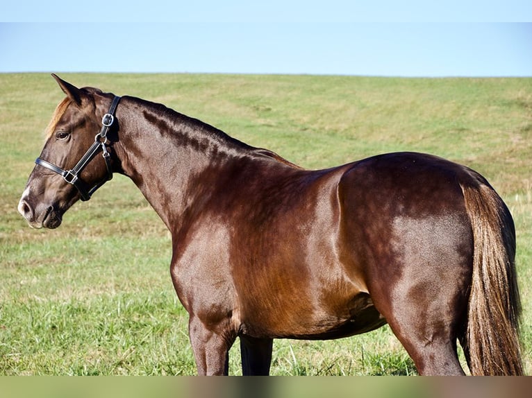 Rocky Mountain Horse Gelding 5 years 16 hh Brown in Paris, KY