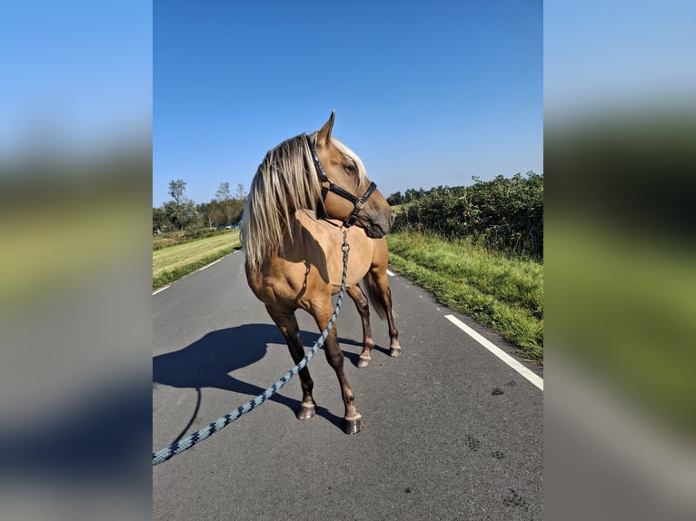 Rocky Mountain Horse Gelding 7 years 15 hh Buckskin in Alkmaar