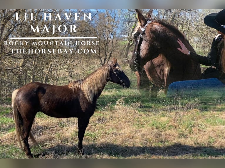 Rocky Mountain Horse Gelding 7 years 15,1 hh Brown-Light in Saint Croix Falls, WI