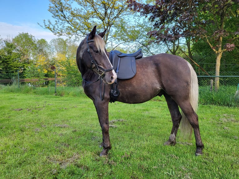 Rocky Mountain Horse Gelding 7 years 15,2 hh in Wanroij