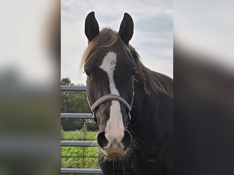 Rocky Mountain Horse Gelding 7 years 15,2 hh in Wanroij