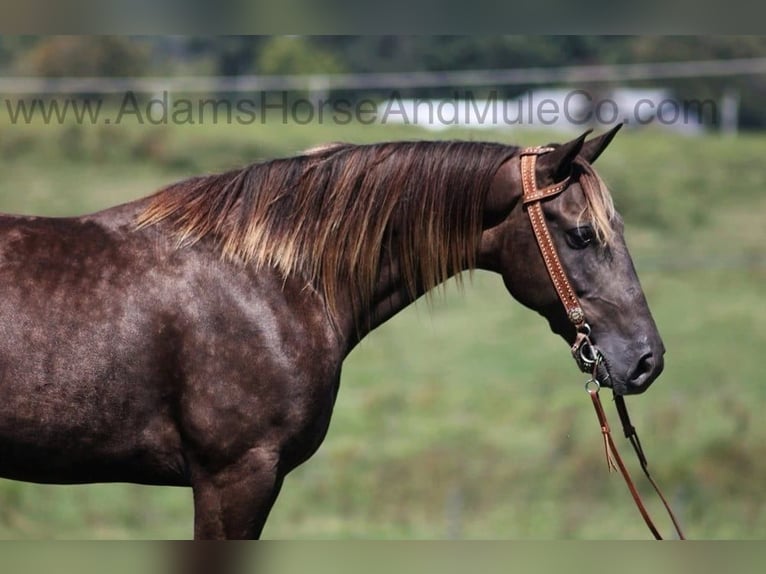 Rocky Mountain Horse Gelding 7 years Champagne in Mount Vernon