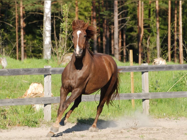 Rocky Mountain Horse Giumenta 10 Anni 148 cm Sauro ciliegia in Borås