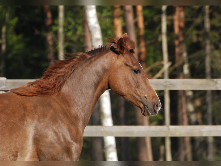 Rocky Mountain Horse Giumenta 10 Anni 148 cm Sauro ciliegia in Borås