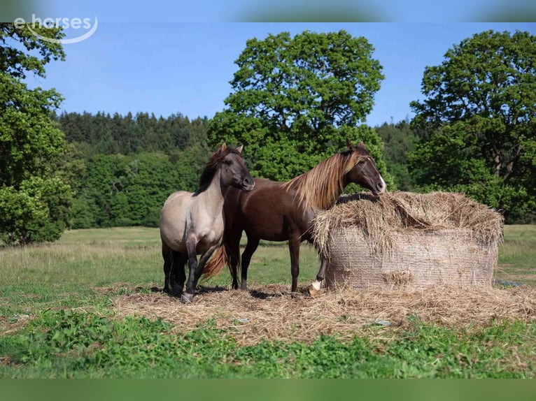 Rocky Mountain Horse Giumenta 11 Anni 147 cm Morello in GOVEN