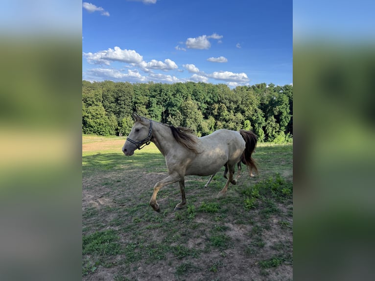 Rocky Mountain Horse Giumenta 11 Anni 150 cm Champagne in Offenheim