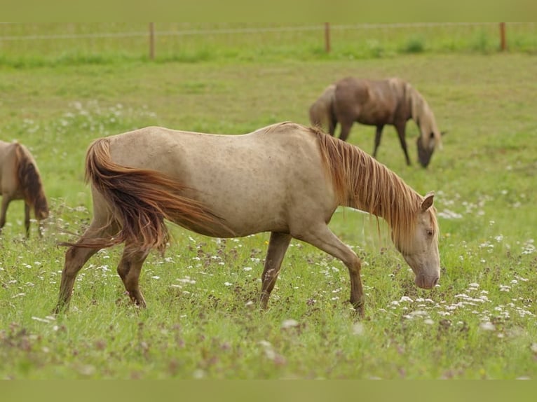 Rocky Mountain Horse Giumenta 11 Anni 150 cm Champagne in Offenheim