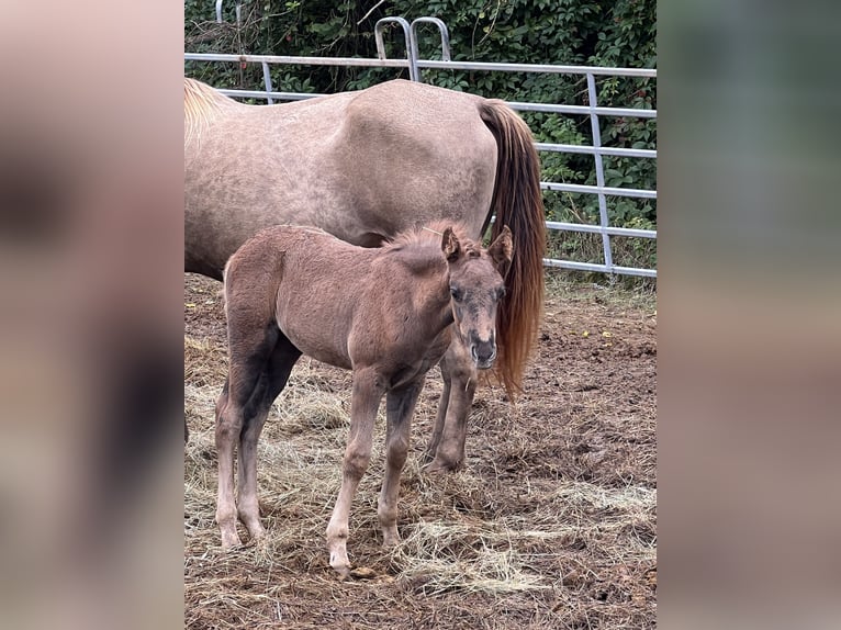 Rocky Mountain Horse Giumenta 11 Anni 150 cm Champagne in Offenheim