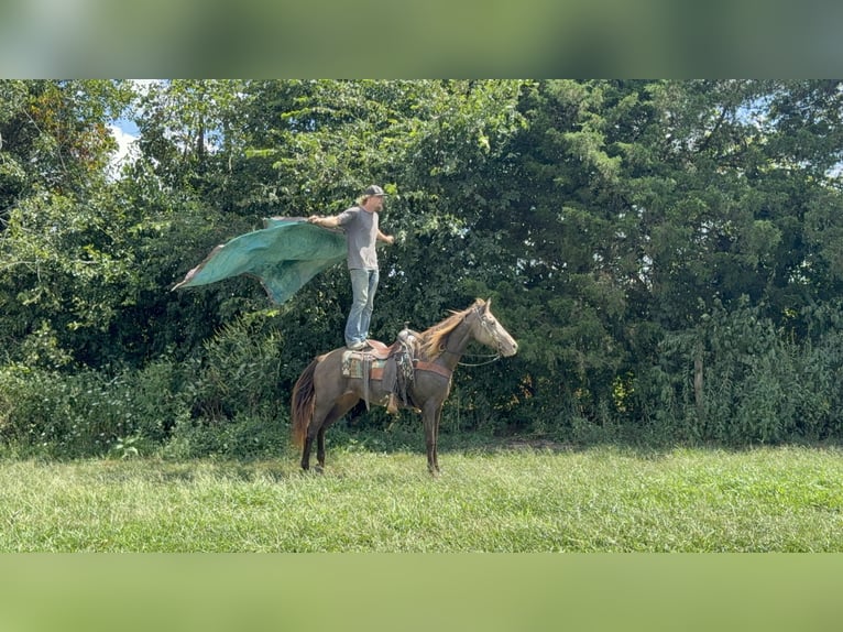 Rocky Mountain Horse Giumenta 12 Anni Champagne in Moscow