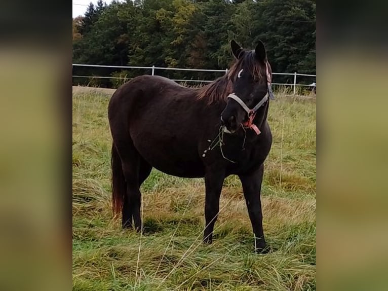 Rocky Mountain Horse Giumenta 14 Anni 154 cm in Arnbruck