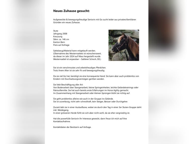 Rocky Mountain Horse Mix Giumenta 18 Anni 148 cm Sauro scuro in Gwatt (Thun)