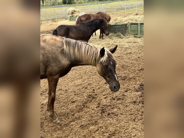 Rocky Mountain Horse Giumenta 1 Anno 140 cm Morello in Offenheim