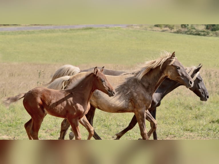 Rocky Mountain Horse Giumenta 1 Anno 140 cm Morello in Offenheim