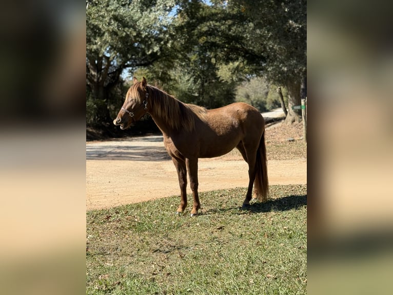 Rocky Mountain Horse Giumenta 2 Anni 142 cm Baio in Carnesville