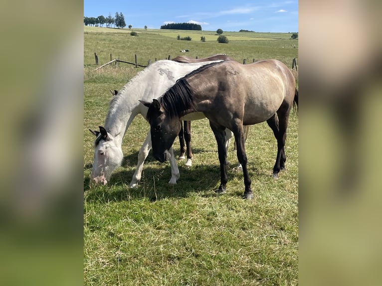 Rocky Mountain Horse Mix Giumenta 2 Anni 155 cm Grullo in Bastogne