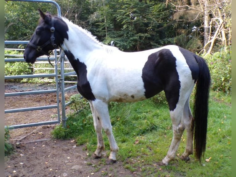 Rocky Mountain Horse Giumenta 2 Anni 156 cm Pezzato in Arnbruck