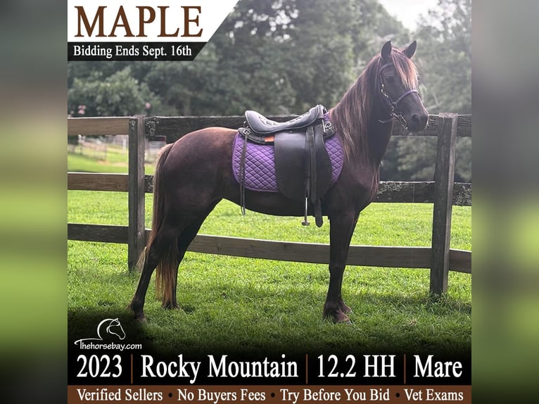 Rocky Mountain Horse Mix Giumenta 3 Anni 127 cm Baio in Brevard, NC