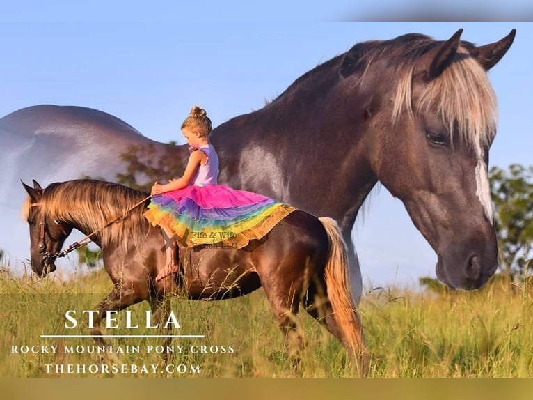 Rocky Mountain Horse Mix Giumenta 3 Anni 132 cm Baio ciliegia in Macomb, OK