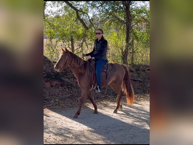 Rocky Mountain Horse Giumenta 3 Anni 142 cm Baio in Carnesville