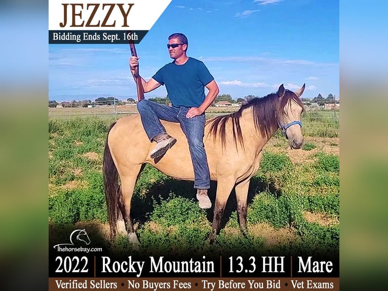 Rocky Mountain Horse Giumenta 4 Anni 140 cm Pelle di daino in Huntington, UT