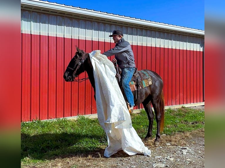 Rocky Mountain Horse Giumenta 5 Anni 142 cm Baio in Moscow