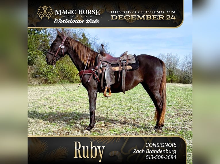 Rocky Mountain Horse Giumenta 5 Anni 142 cm Baio in Moscow