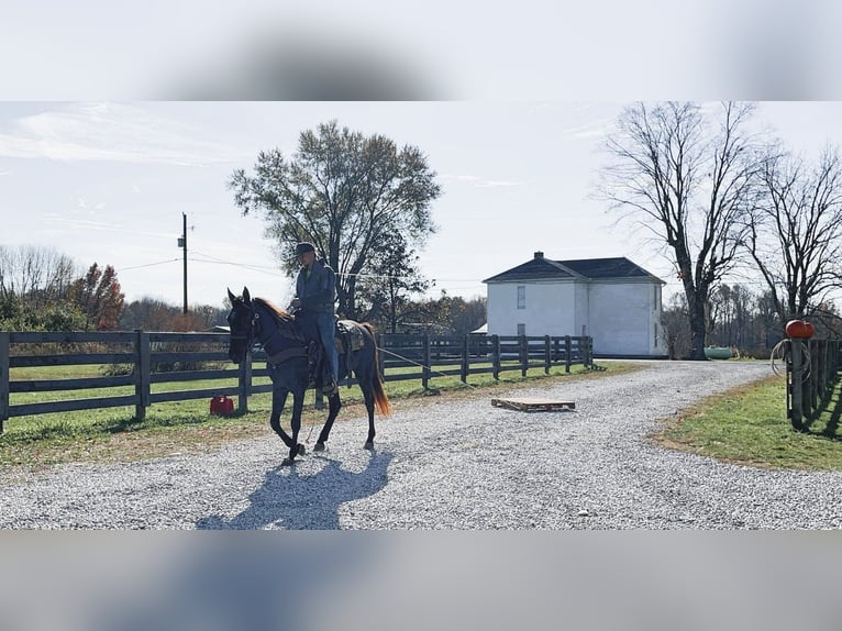 Rocky Mountain Horse Giumenta 5 Anni 142 cm Baio in Moscow