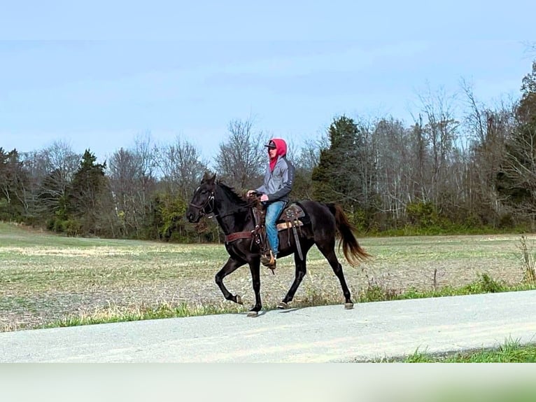 Rocky Mountain Horse Giumenta 5 Anni 142 cm Baio in Moscow