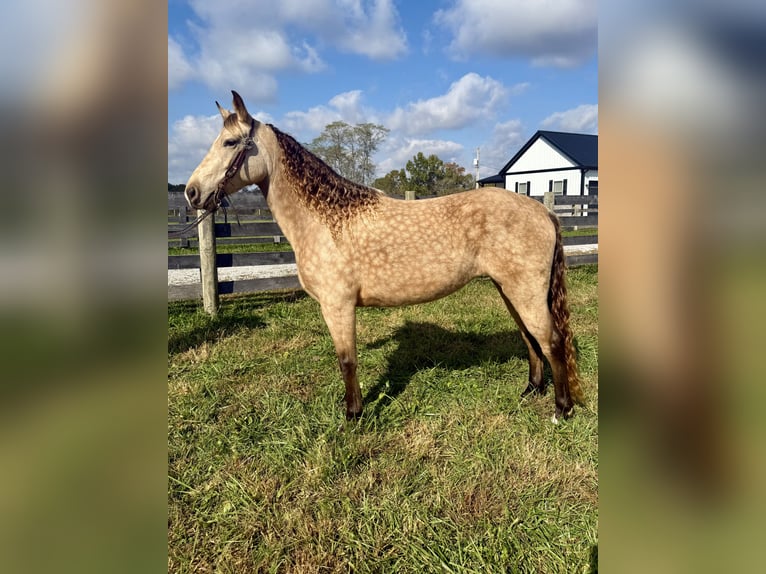 Rocky Mountain Horse Giumenta 5 Anni 147 cm Pelle di daino in Moscow