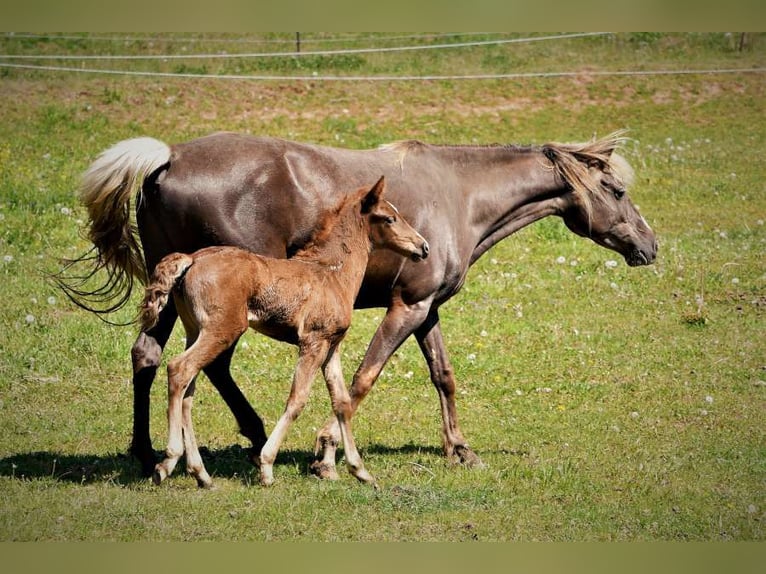 Rocky Mountain Horse Giumenta 6 Anni 150 cm Baio in Bad Hersfeld
