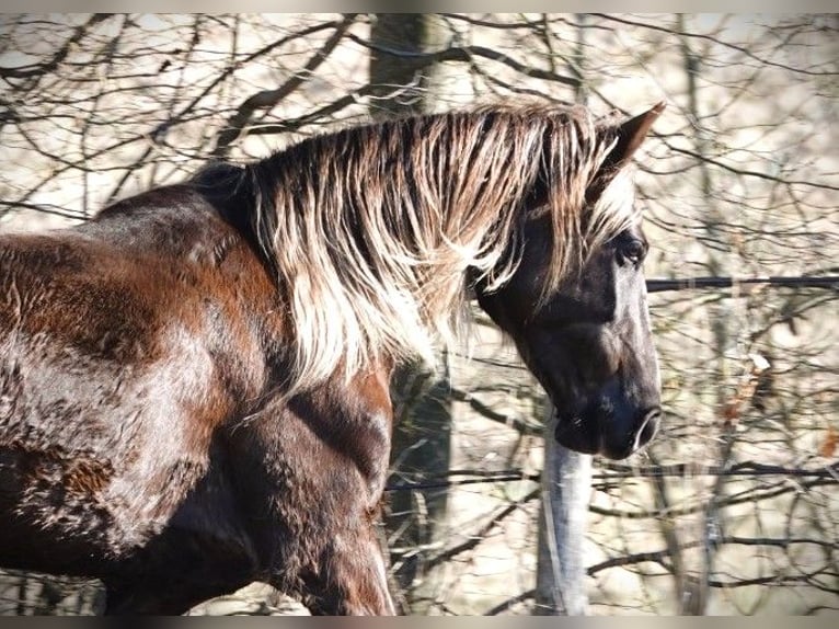 Rocky Mountain Horse Giumenta 6 Anni 150 cm Baio in Bad Hersfeld