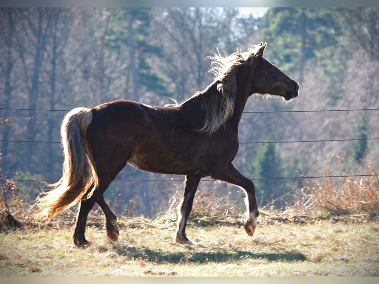 Rocky Mountain Horse Giumenta 6 Anni 150 cm Baio in Bad Hersfeld
