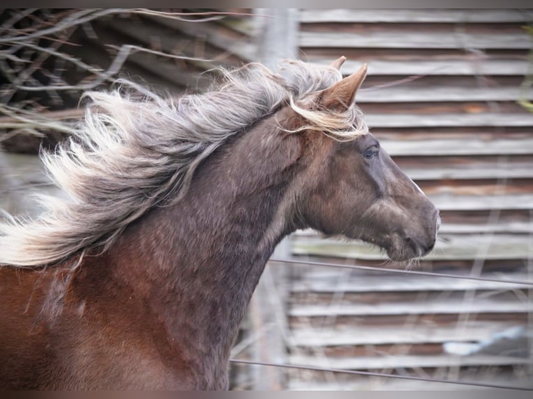 Rocky Mountain Horse Giumenta 6 Anni 150 cm Baio in Bad Hersfeld
