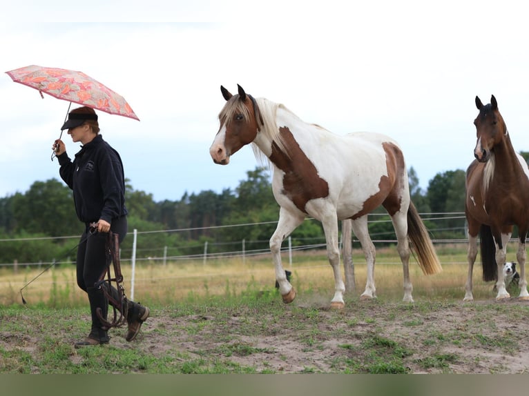 Rocky Mountain Horse Mix Giumenta 7 Anni 148 cm Pezzato in Ribbesbüttel