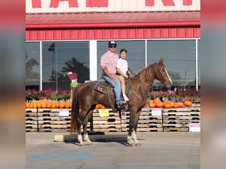 Rocky Mountain Horse Giumenta 7 Anni 152 cm Sauro ciliegia in Charleston