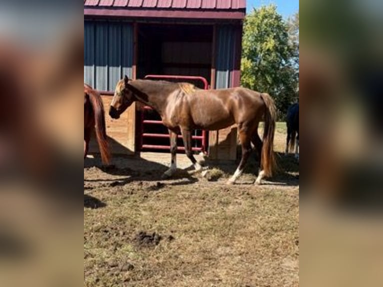Rocky Mountain Horse Giumenta 7 Anni 152 cm Sauro ciliegia in Charleston