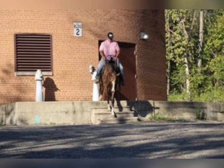 Rocky Mountain Horse Giumenta 7 Anni 152 cm Sauro ciliegia in Charleston