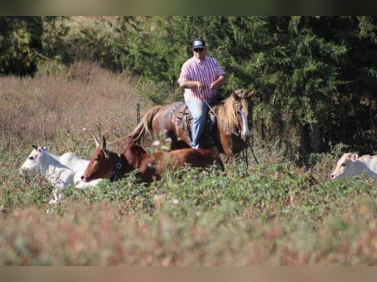 Rocky Mountain Horse Giumenta 7 Anni 152 cm Sauro ciliegia in Charleston