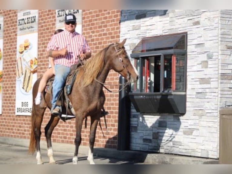 Rocky Mountain Horse Giumenta 7 Anni 152 cm Sauro ciliegia in Charleston