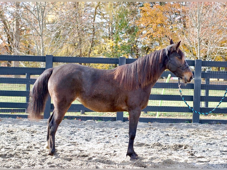 Rocky Mountain Horse Giumenta 8 Anni 147 cm Baio ciliegia in Collegeville