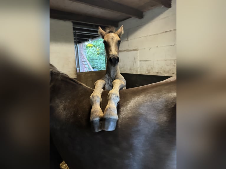 Rocky Mountain Horse Giumenta 8 Anni 160 cm Baio in Lunteren