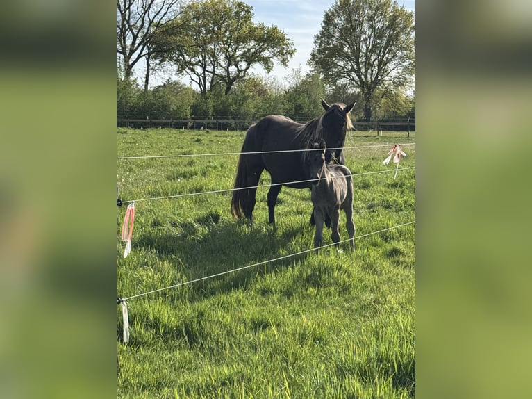 Rocky Mountain Horse Giumenta 8 Anni 160 cm Baio in Lunteren