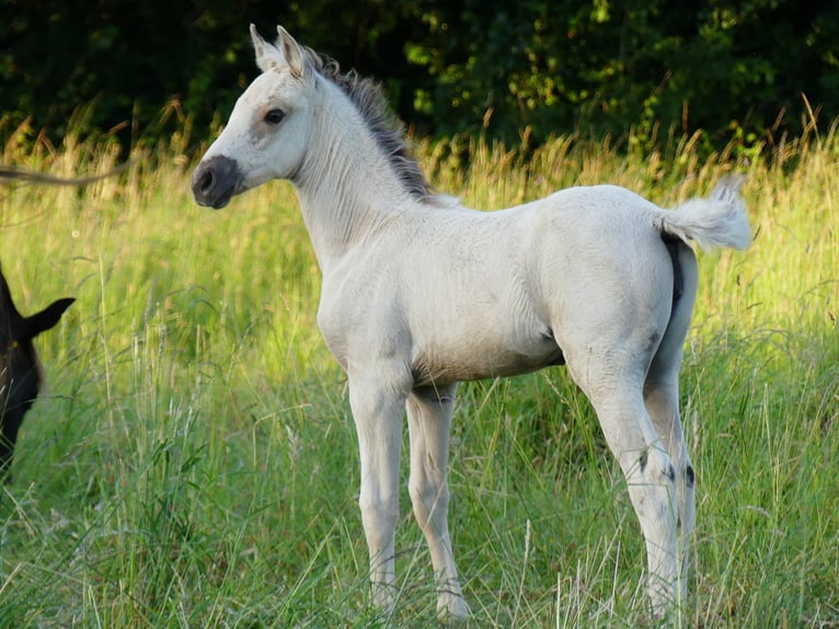 Rocky Mountain Horse Giumenta Puledri (05/2026) Pelle di daino in Briantes
