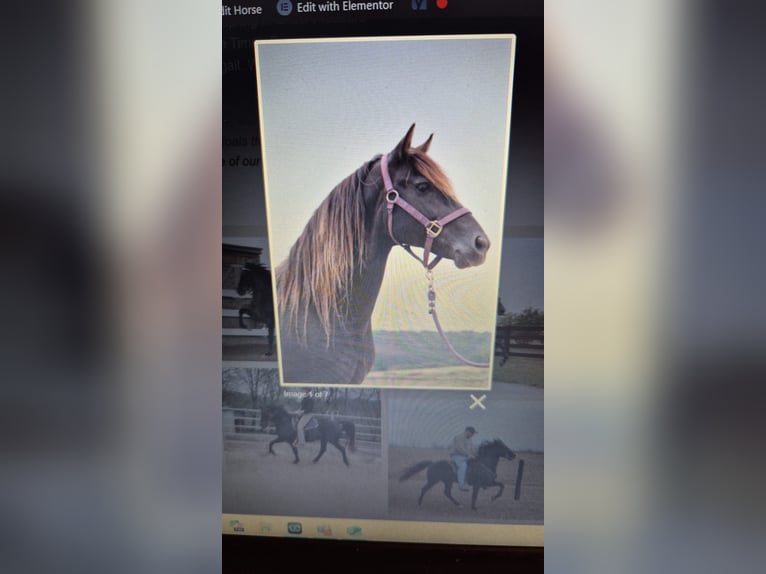 Rocky Mountain Horse Hengst 1 Jaar 154 cm Roan-Bay in Petersberg