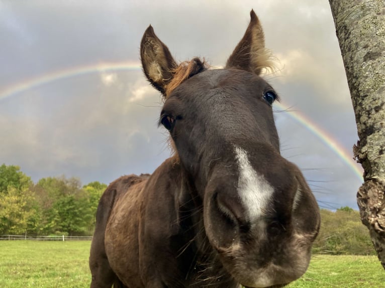 Rocky Mountain Horse Hengst 1 Jaar Zwart in Saint-Laurent-de-Cerdans