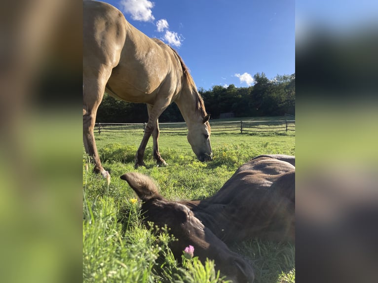 Rocky Mountain Horse Hengst 1 Jaar Zwart in Saint-Laurent-de-Cerdans