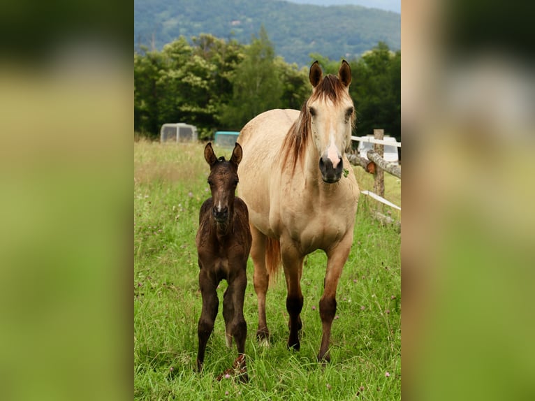 Rocky Mountain Horse Hengst 1 Jaar Zwart in Saint-Laurent-de-Cerdans