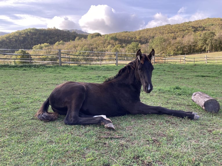 Rocky Mountain Horse Hengst 1 Jaar Zwart in Saint-Laurent-de-Cerdans