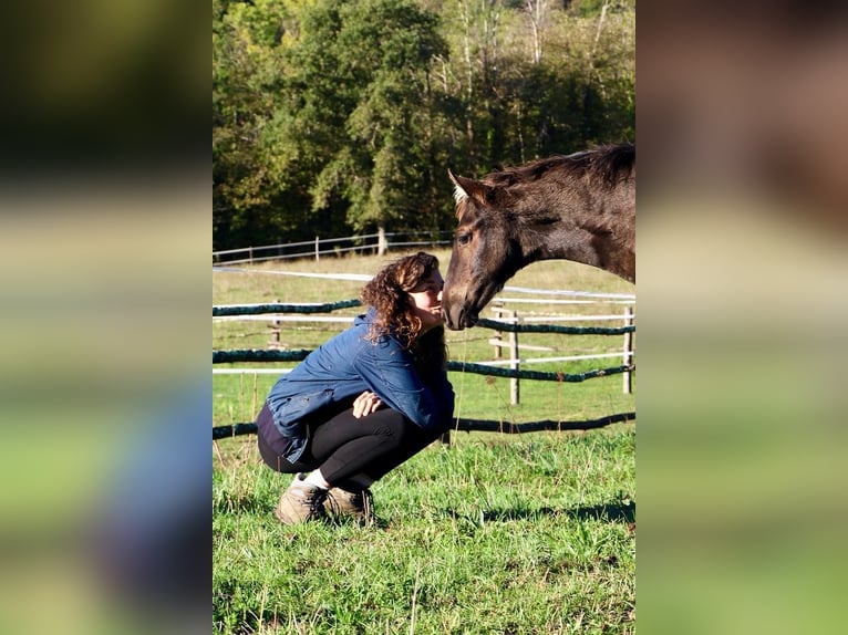 Rocky Mountain Horse Hengst 1 Jaar Zwart in Saint-Laurent-de-Cerdans